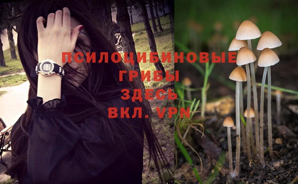 индика Бородино